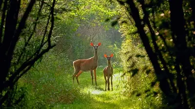 Two deer with vibrant orange ears stand in a sunlit, green forest path.