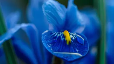 Vibrant blue iris petals with a striking yellow center, creating a serene and uplifting mood.